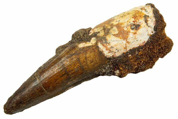 Fossil Spinosaurus Tooth - Real Dinosaur Tooth #330079